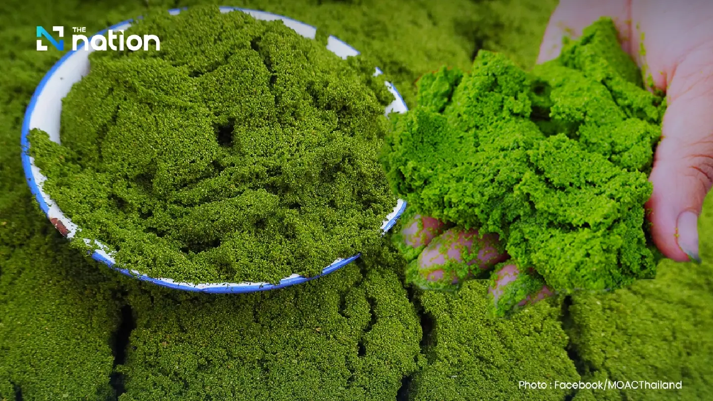 Swamp algae or “green caviar” gains traction as global demand for plant-based protein surges