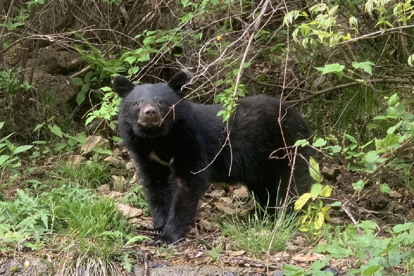 Bear attacks claim record 7 lives in Japan so far in FY 2025