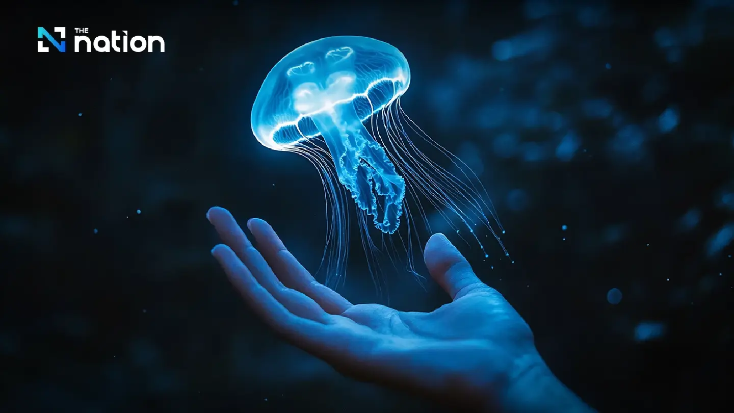 4 Dos and Don’ts after contact with venomous jellyfish