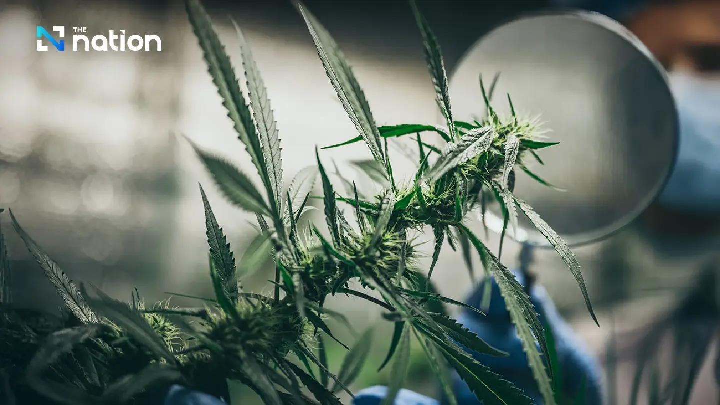 Doctors and civic groups urge Health Ministry to revoke 2022 cannabis order