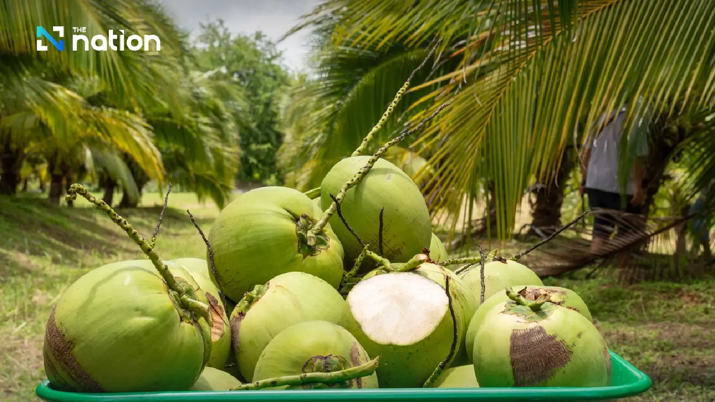 Thai Aromatic Coconut Industry in Crisis as Vietnamese Rivals Seize China Market
