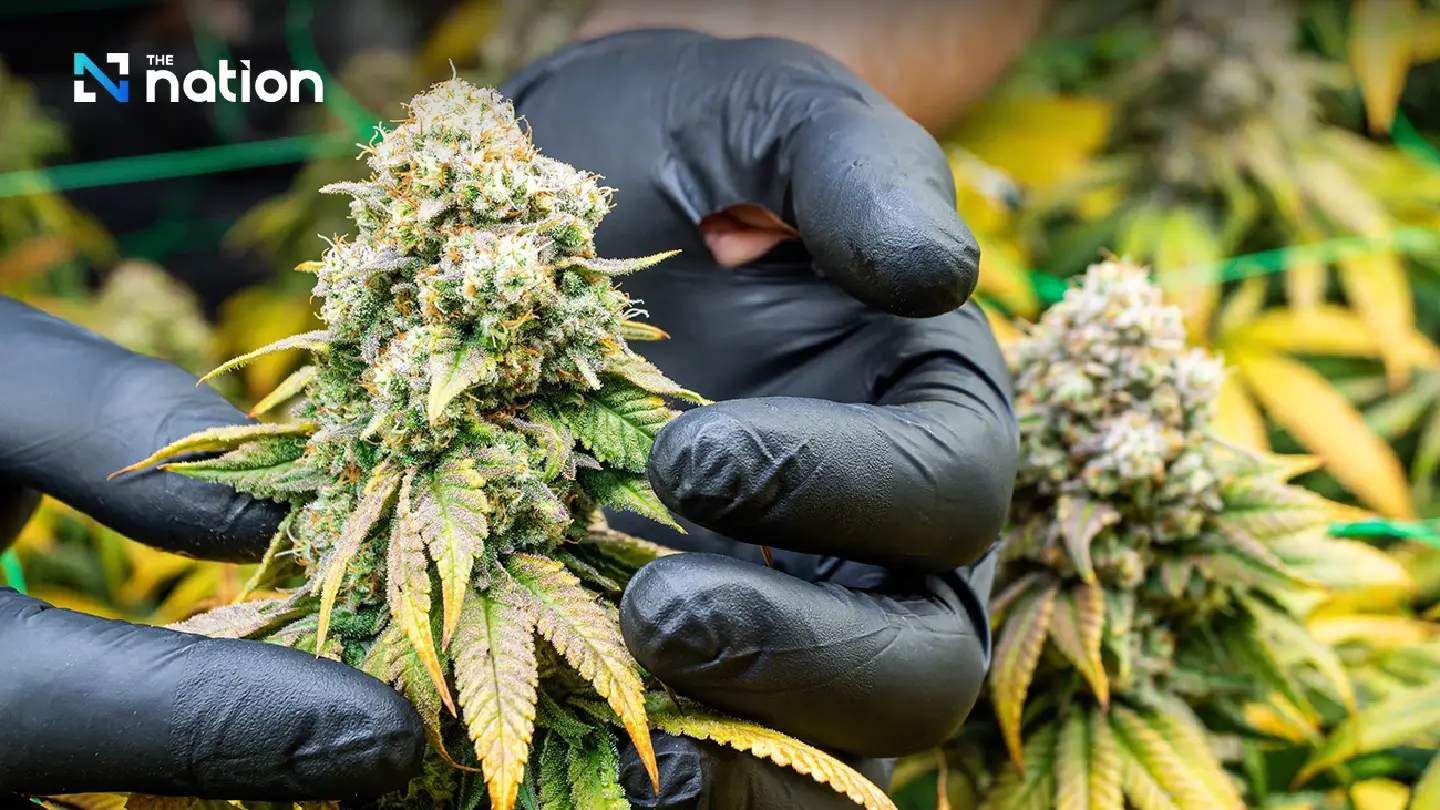 Cannabis reform network proposes overhaul of 3 laws, urges fast-track Cannabis Bill