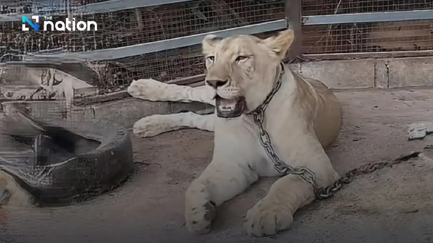 Two injured by lion that escaped in Kanchanaburi Two injured by lion that escaped in Kanchanaburi