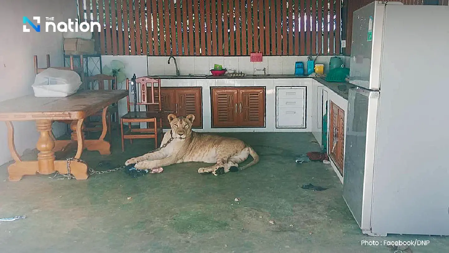 DNP to seize lion that escaped and attacked two in Kanchanaburi