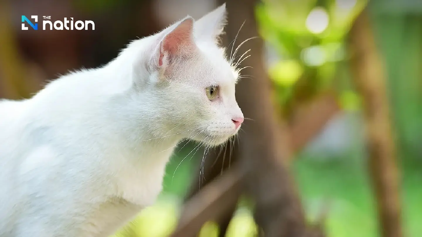 Five native Thai cat breeds protected as national identity