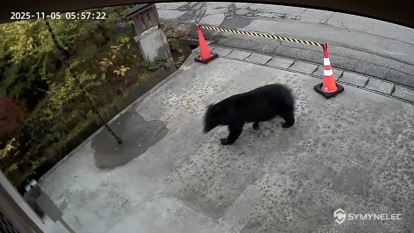 Japan to use extra budget to address bear attacks