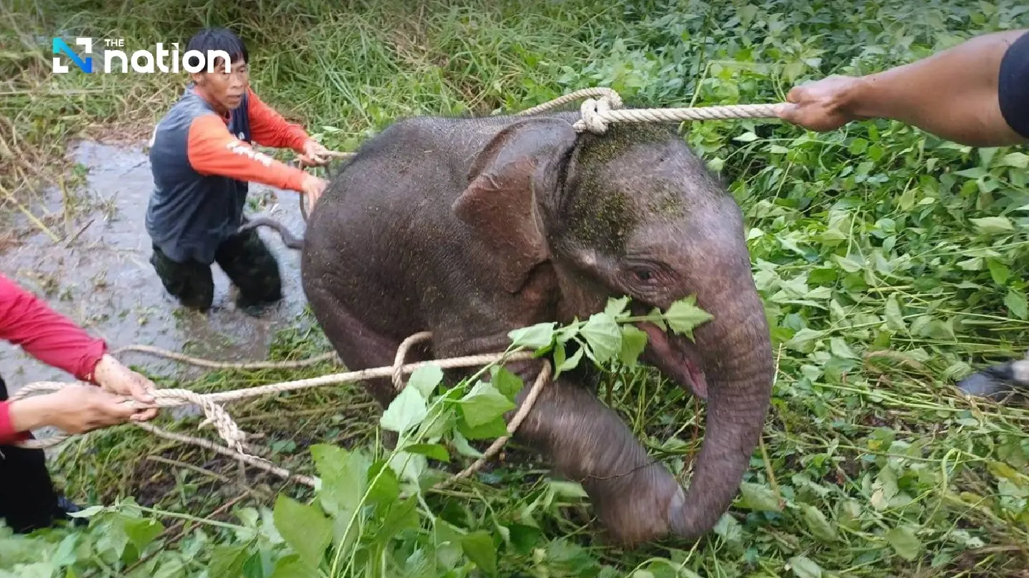 Lost baby elephant in Huai Kha Khaeng rescued safely after five-day search