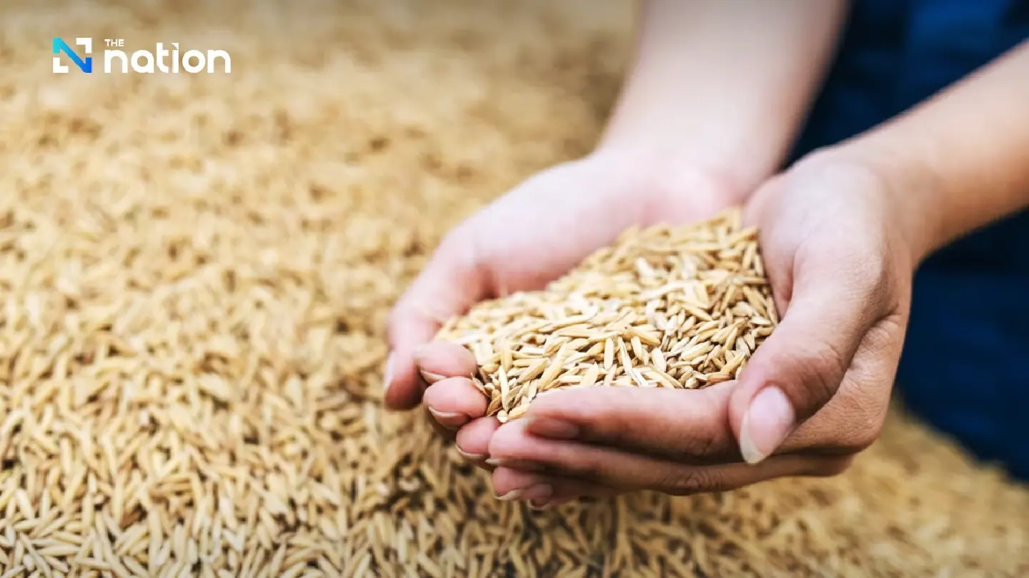 TDRI warns of potential issues with Thailand's 3 million-tonne rice absorption scheme