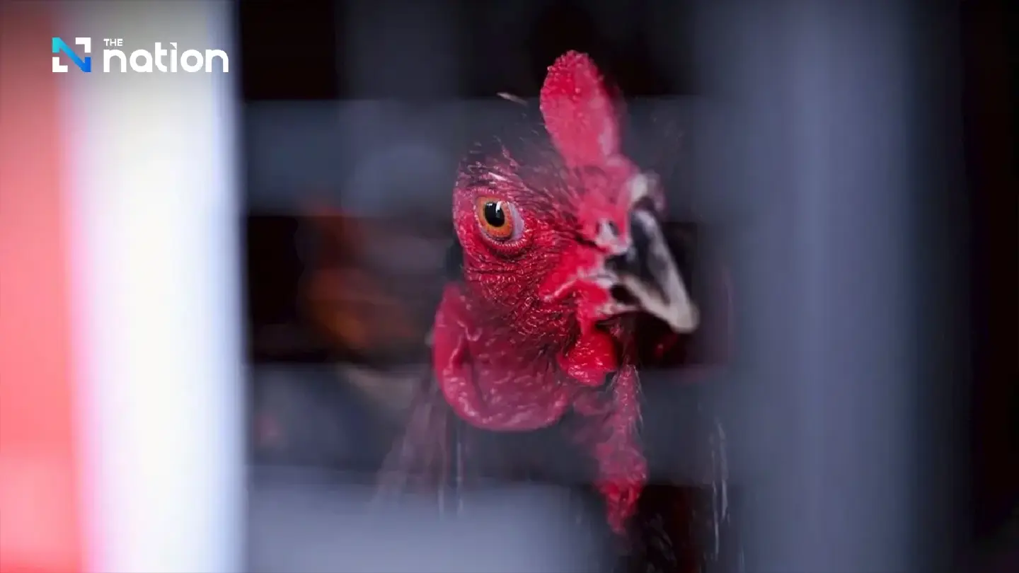 Thailand exports 403 Thai game fowl to Indonesia in four months Thailand exports 403 Thai game fowl to Indonesia in four months
