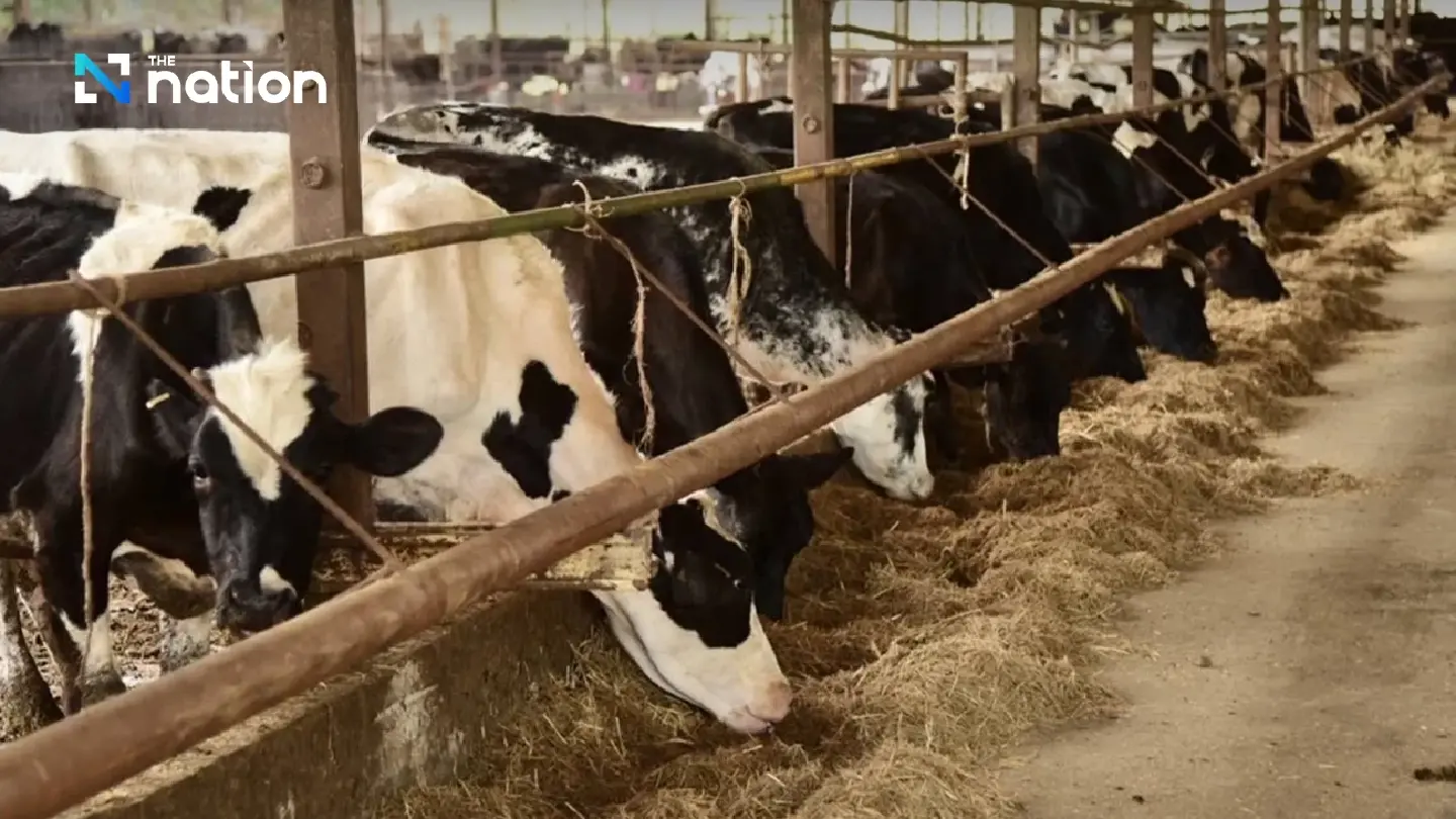 Livestock department assures Thai raw milk is safe and high quality Livestock department assures Thai raw milk is safe and high quality