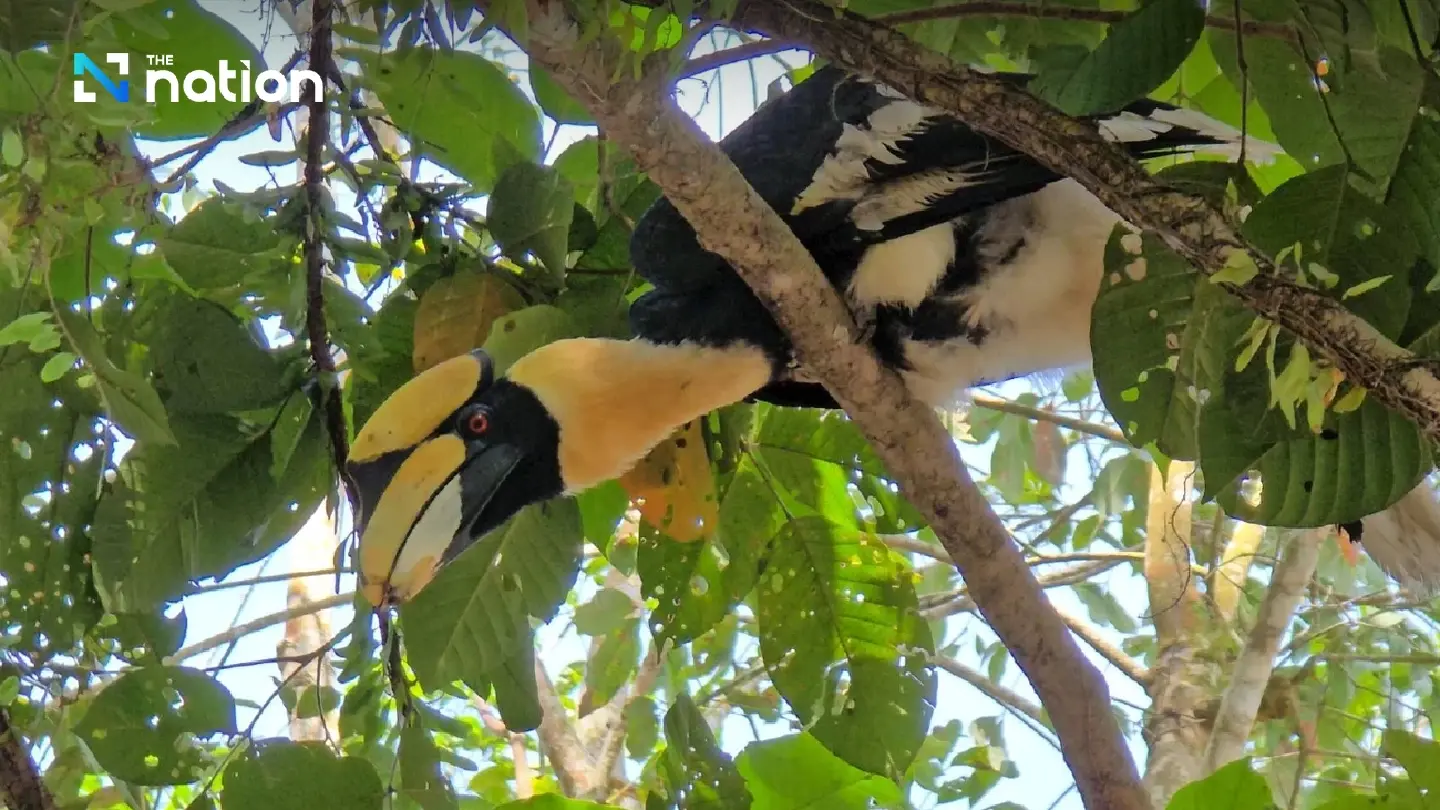Ma-ae, the intelligent hornbill that plays takraw with Narathiwat marines Ma-ae, the intelligent hornbill that plays takraw with Narathiwat marines