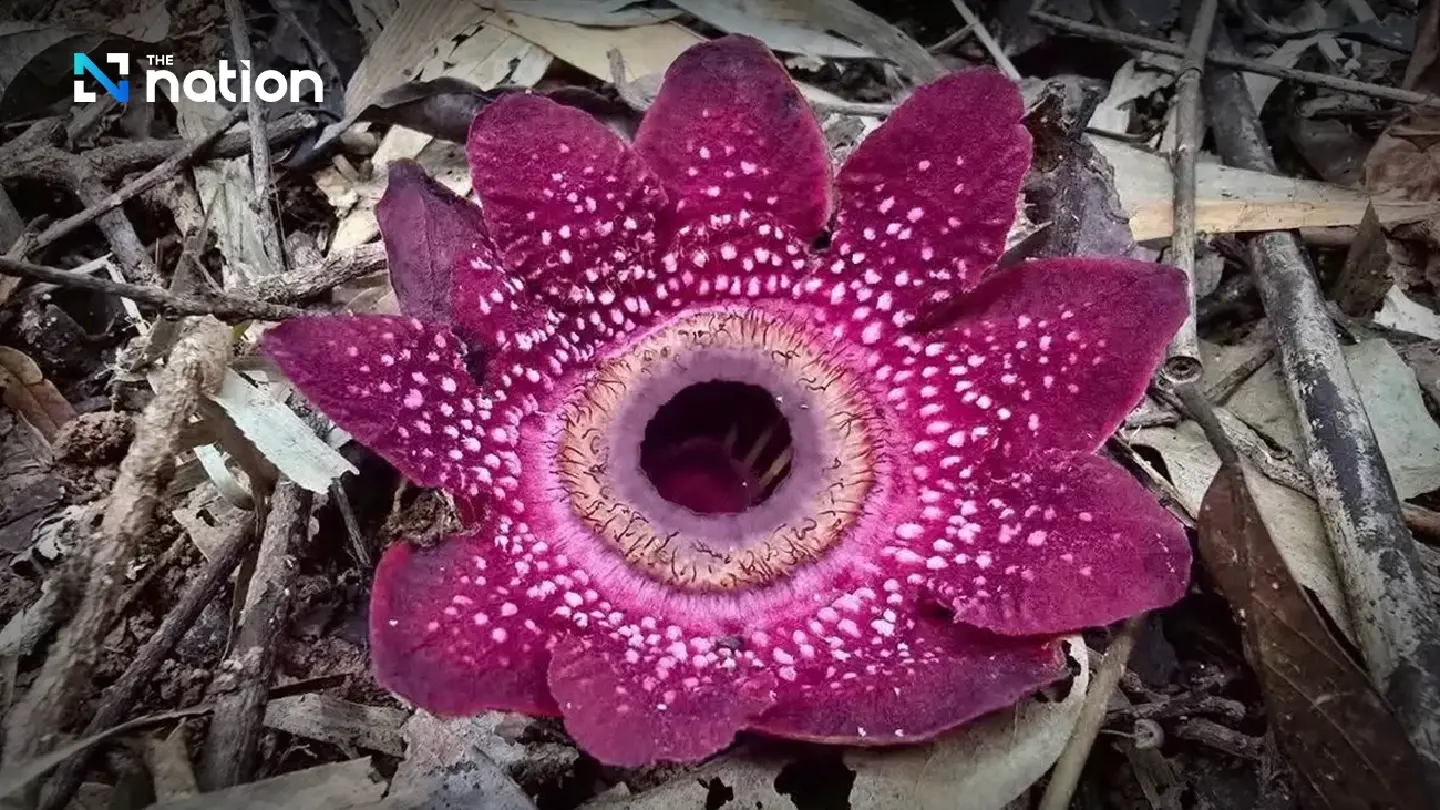 Rare ‘Rama’s spittoon’ flowers bloom across Kaeng Krachan’s world-heritage forest