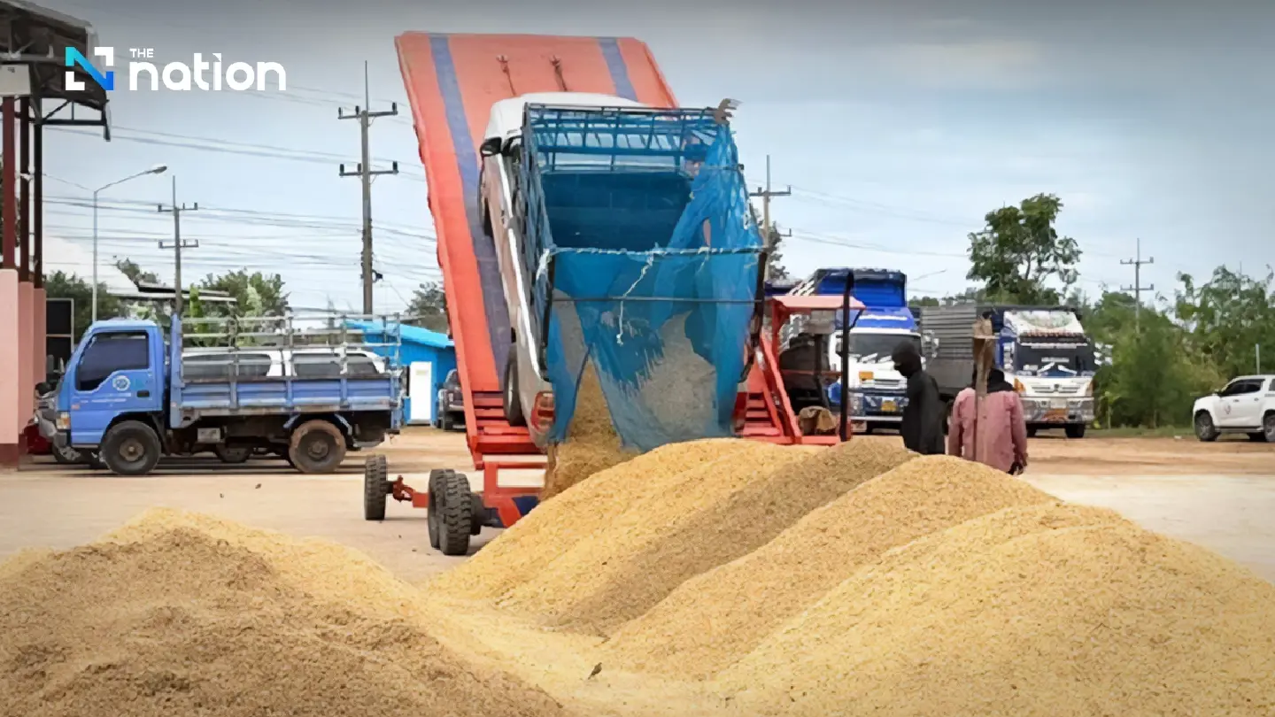 Thai rice market surges as jasmine rice hits 16,100 baht per tonne