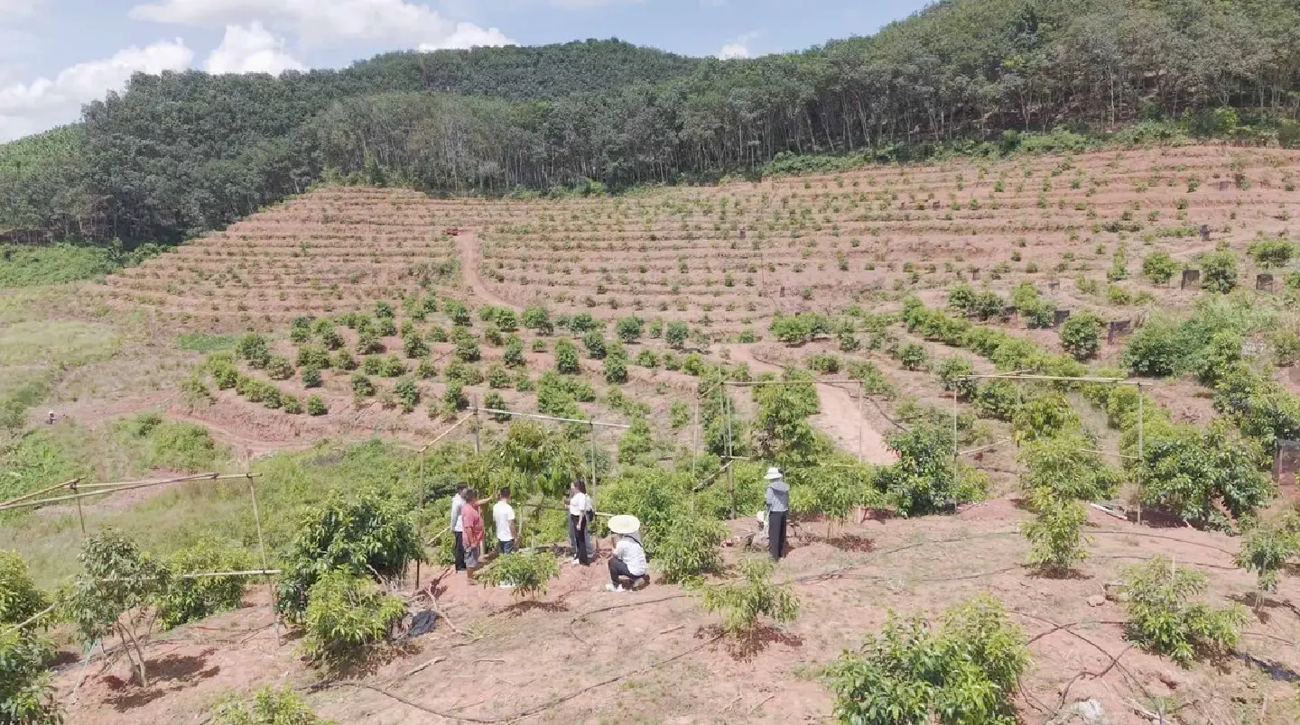 Cultivation in Yunnan paves the way for 'durian freedom'