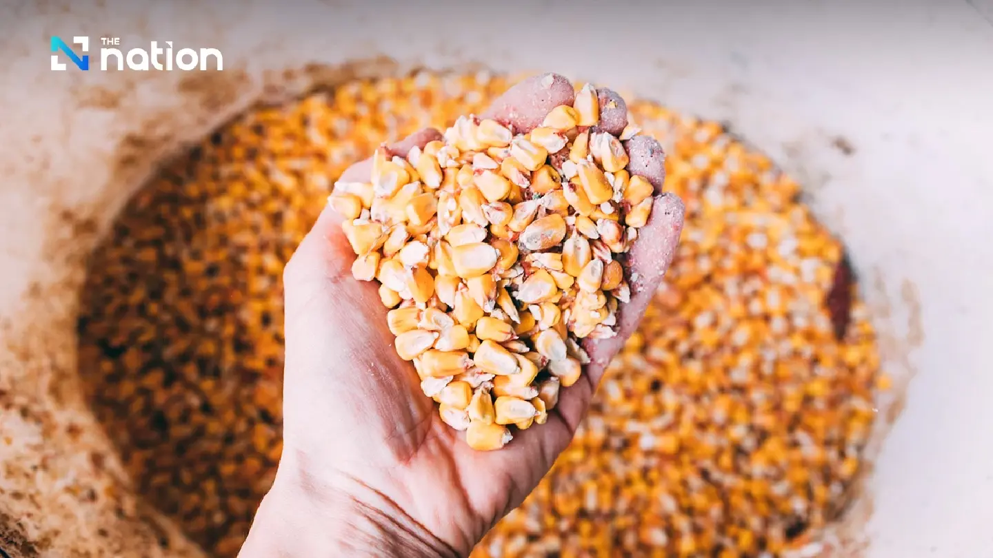 NESDC urges swift development of traceability system after Thailand approves increased import quota for feed corn NESDC urges swift development of traceability system after Thailand approves increased import quota for feed corn