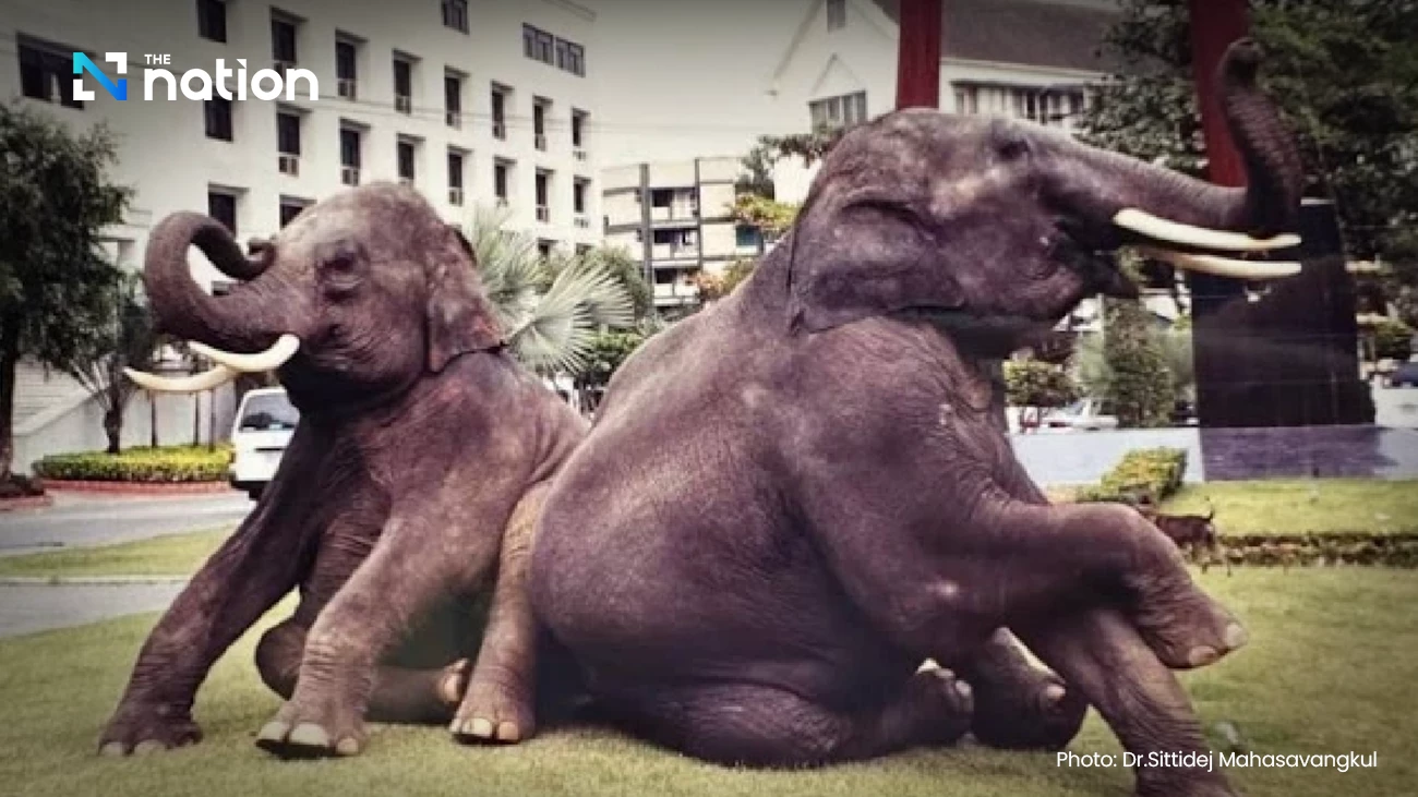 Meet “Pratu Pha” and “Srinarong”: Thailand’s long-lost goodwill elephants the nation hopes to bring home