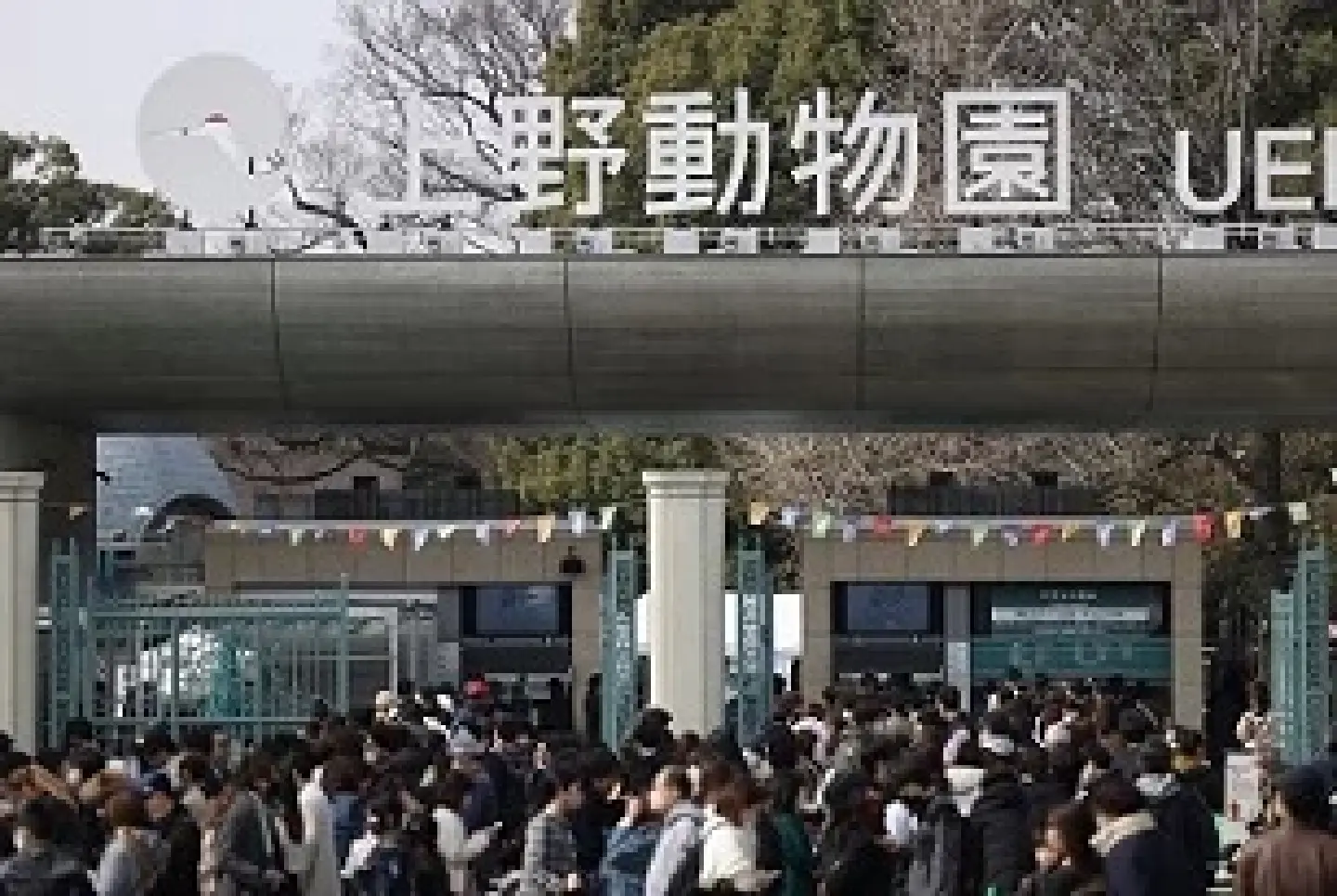 Ueno Zoo: From wartime struggles to modern-day success (1)