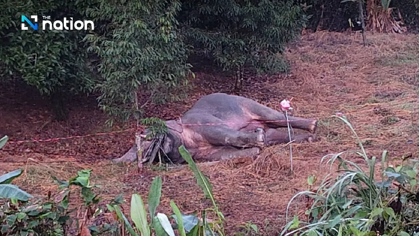 Heartbreaking tragedy at Khao Khitchakut: three wild elephants, including “Plai Muan,” found dead from electrocution in a fruit orchard