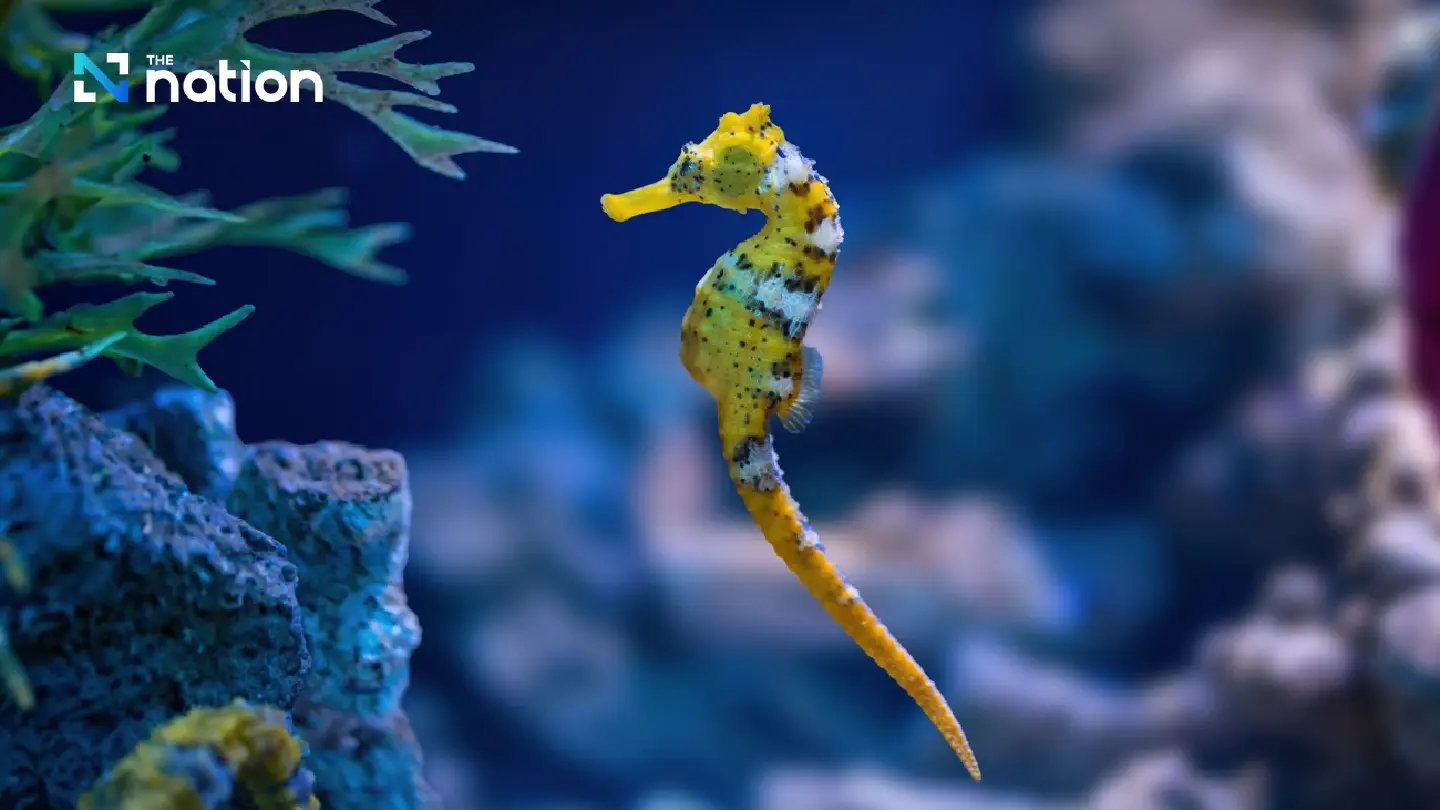 Thailand seeks China’s approval to reopen dried seahorse exports as high-value aquatic product Thailand seeks China’s approval to reopen dried seahorse exports as high-value aquatic product