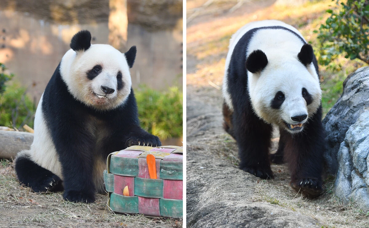 Japan's last 2 pandas to return to China in January