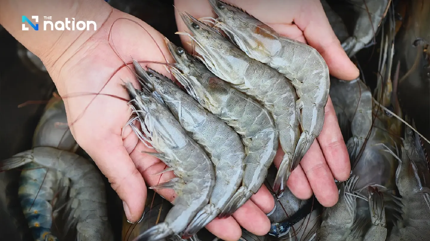 Thai Shrimp Crisis: Industry Demands 'National Agenda' to Hit 400,000-Ton Target and Seize US Market Opening Thai Shrimp Crisis: Industry Demands 'National Agenda' to Hit 400,000-Ton Target and Seize US Market Opening