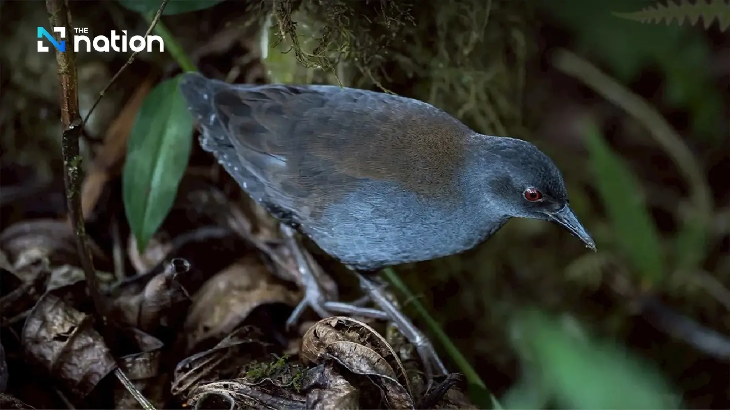Galápagos rail reappears on Floreana island after 190 years