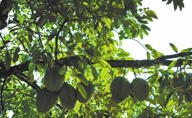 Homegrown durian in China tantalizes taste buds
