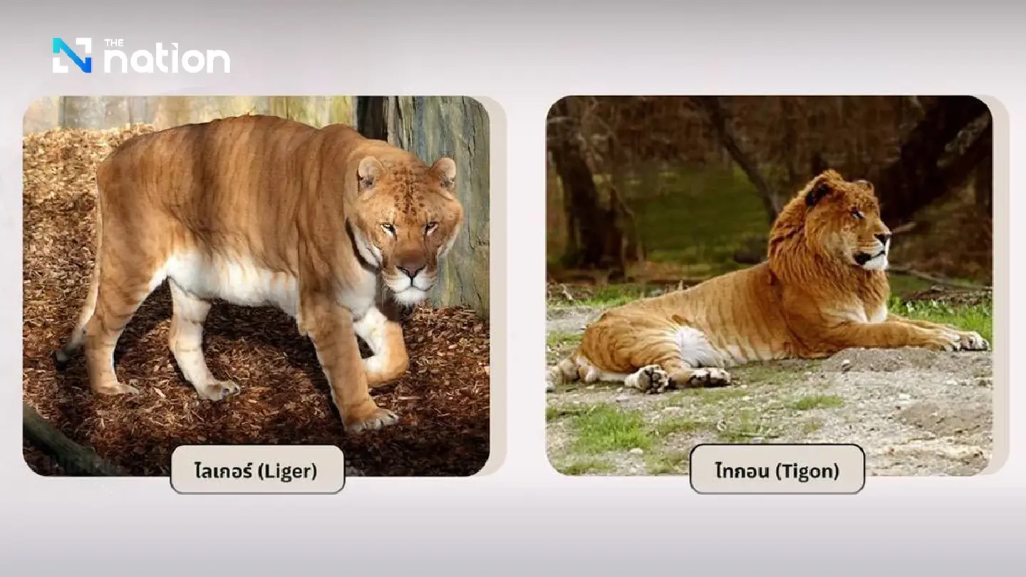 Strict Control on “Liger” and “Tigon” Designated as Controlled Wildlife, Ownership Must Be Reported
