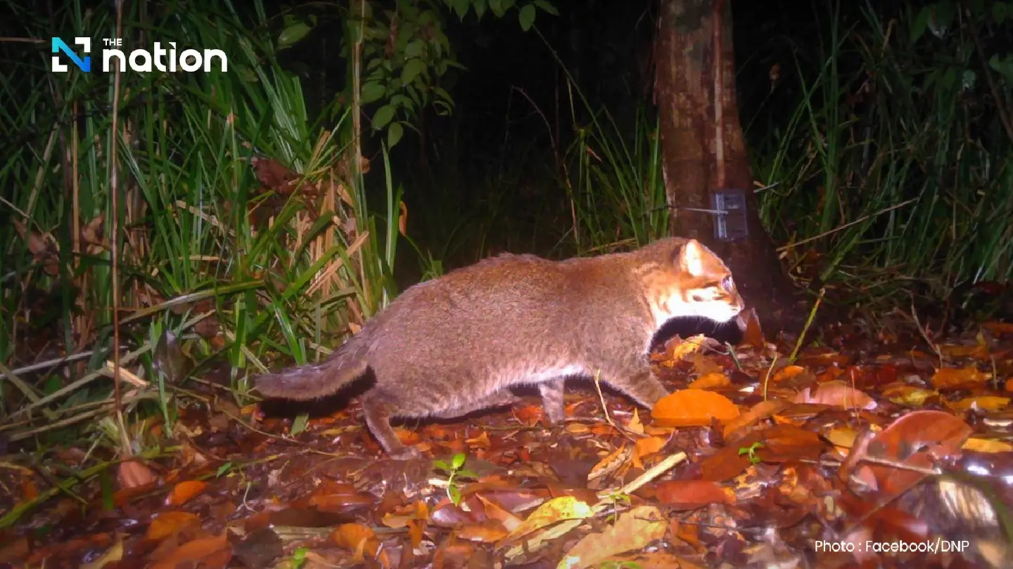 DNP, Panthera Thailand announce rediscovery of flat-headed cat DNP, Panthera Thailand announce rediscovery of flat-headed cat