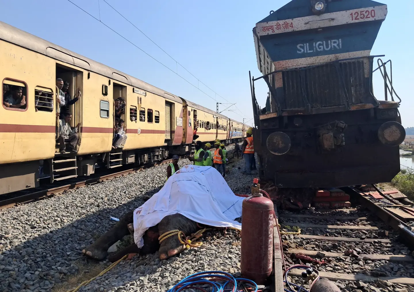 Seven elephants killed in India train accident
