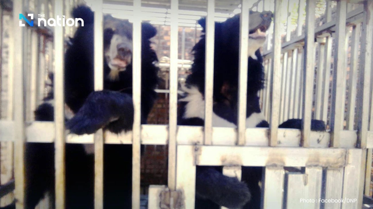 Thai task force rescues two lions and three bears found caged at Cambodian casino near Trat border