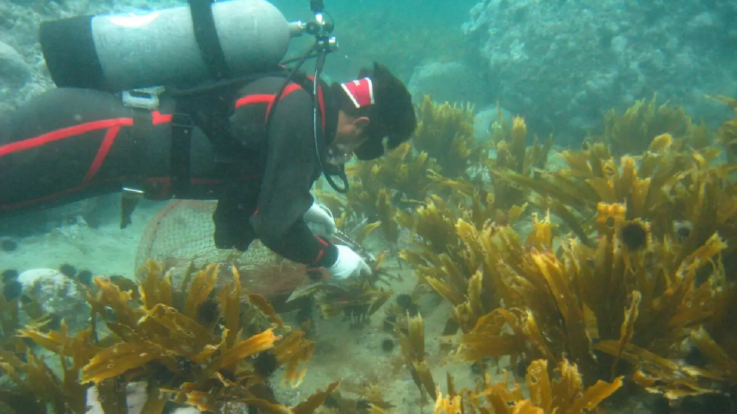 Japan local govts, fishers working to save seaweed forests
