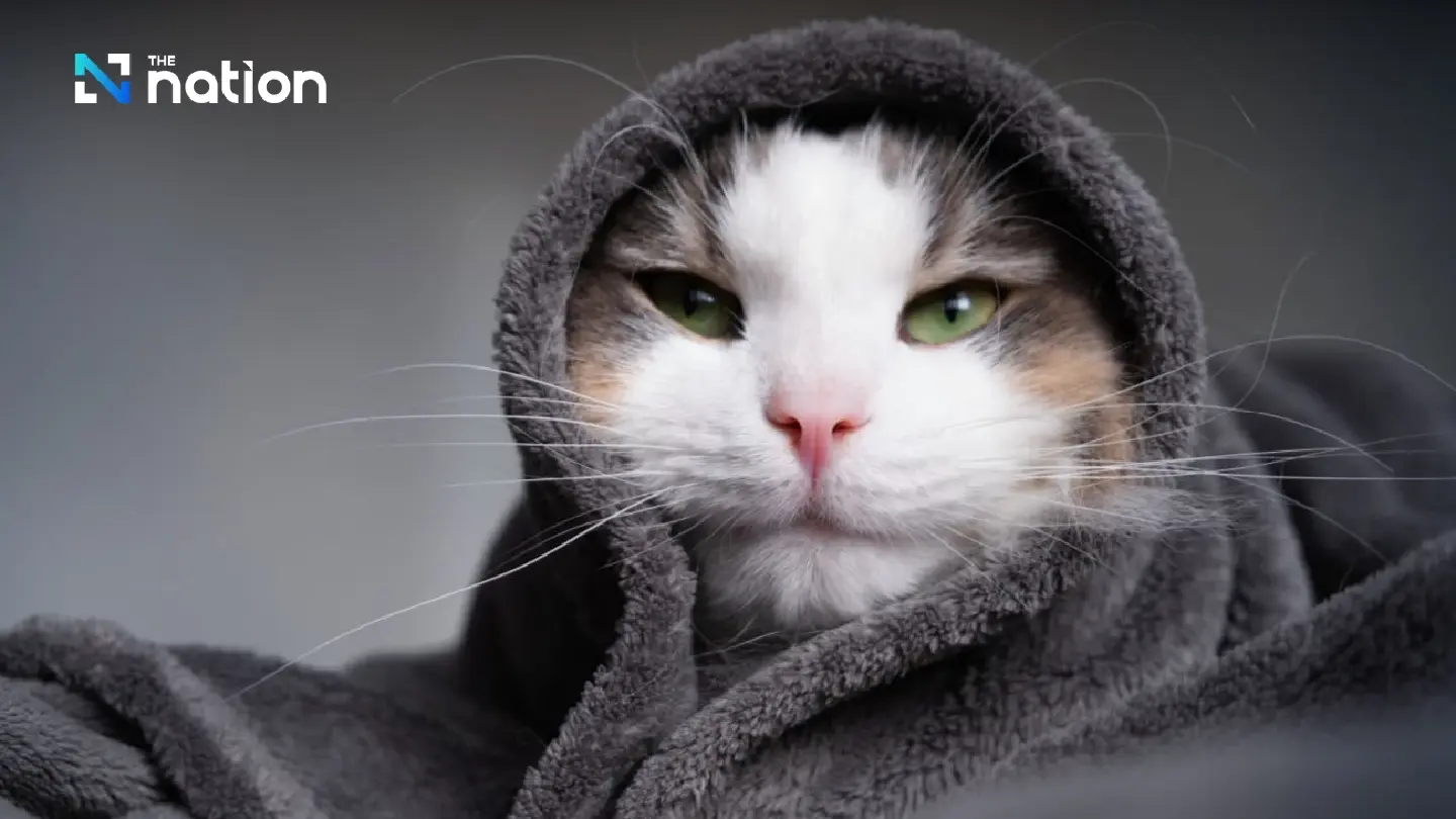 Thailand weather alert: 11°C in northern regions, mild fog in Bangkok