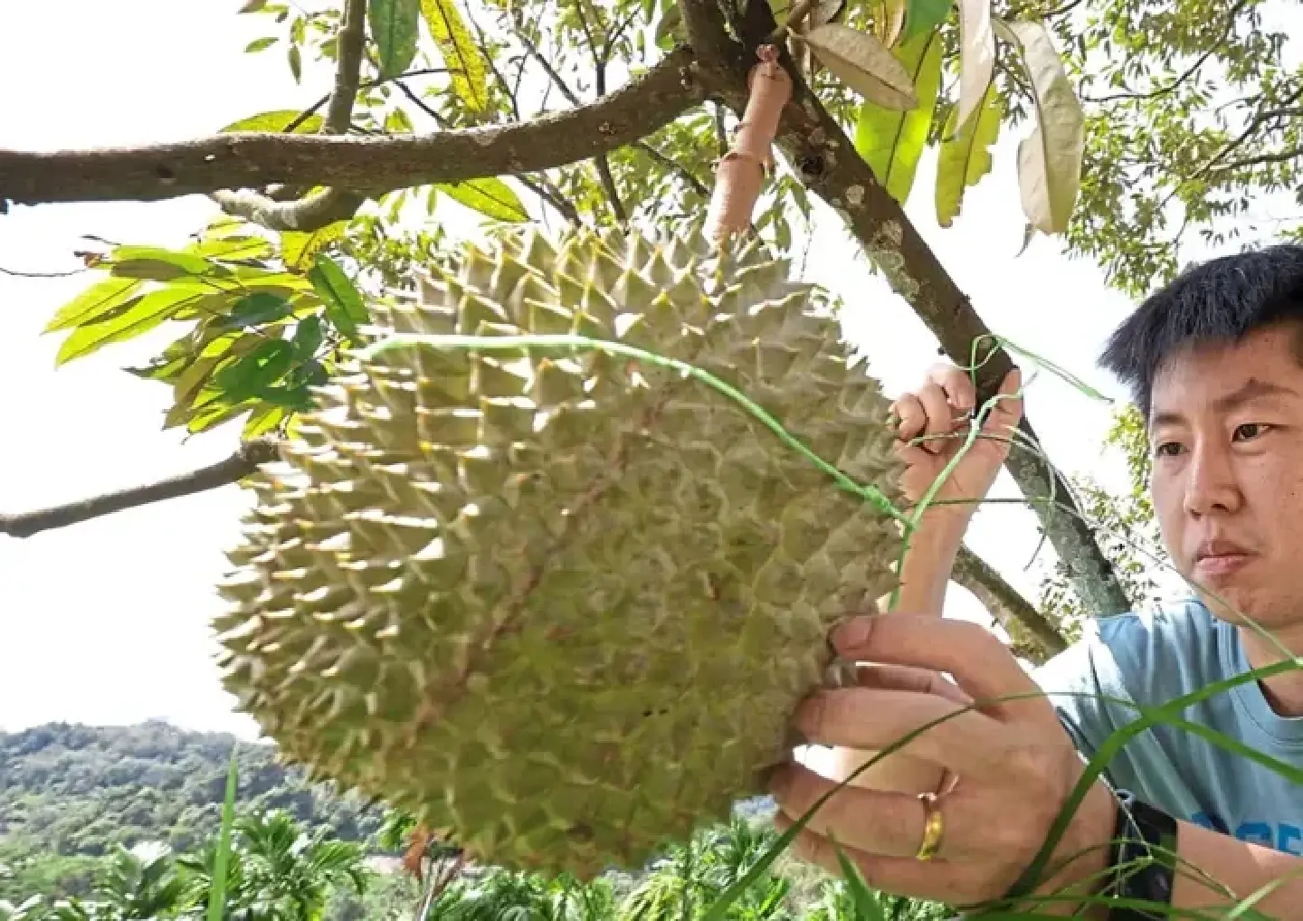 ‘Durian tsunami’ sees big drop in musang king prices
