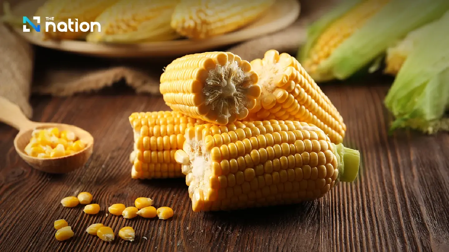 Thailand Imposes ‘Burn-Free’ Mandate on Corn Imports to Combat PM2.5 Crisis Thailand Imposes ‘Burn-Free’ Mandate on Corn Imports to Combat PM2.5 Crisis