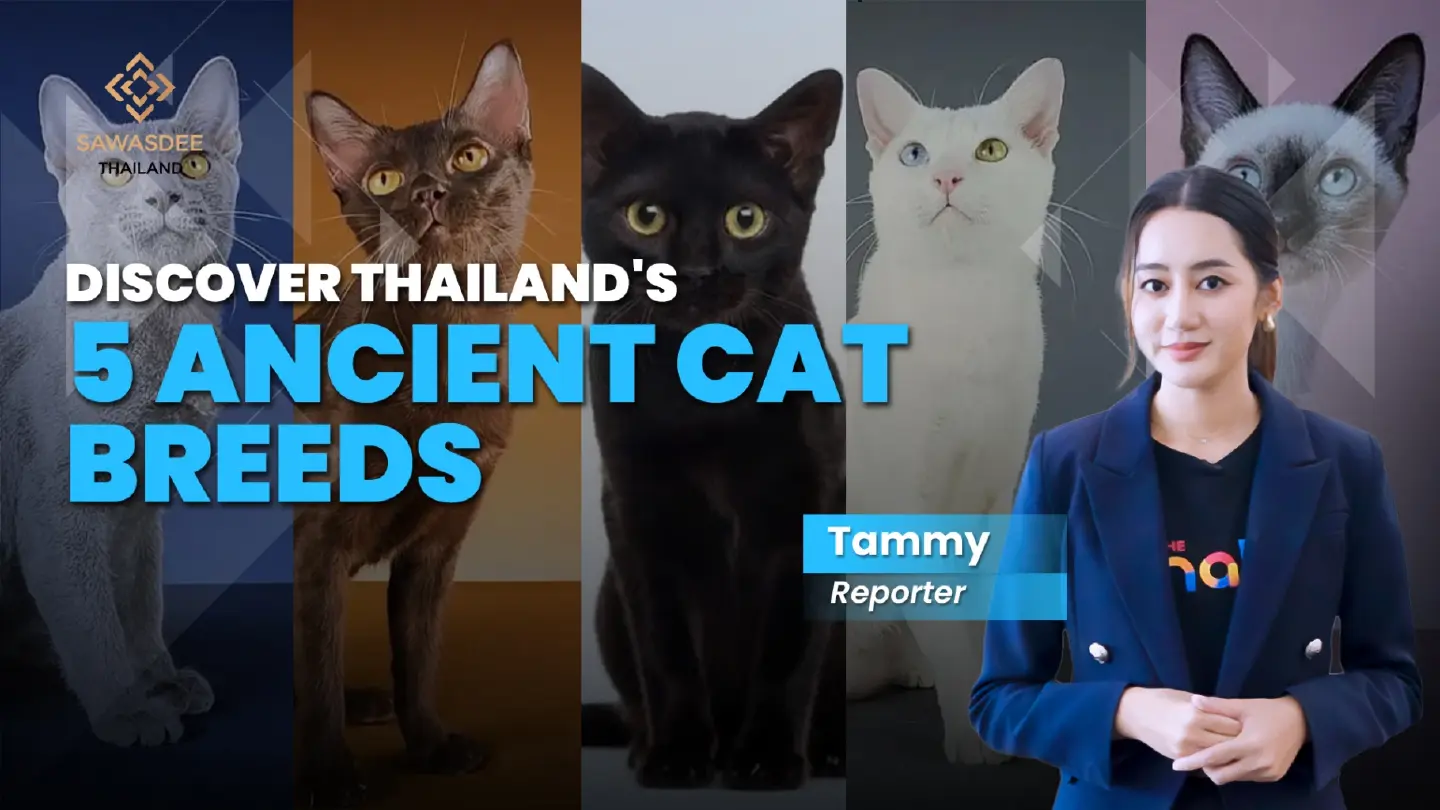 Discover Thailand's 5 ancient cat breeds