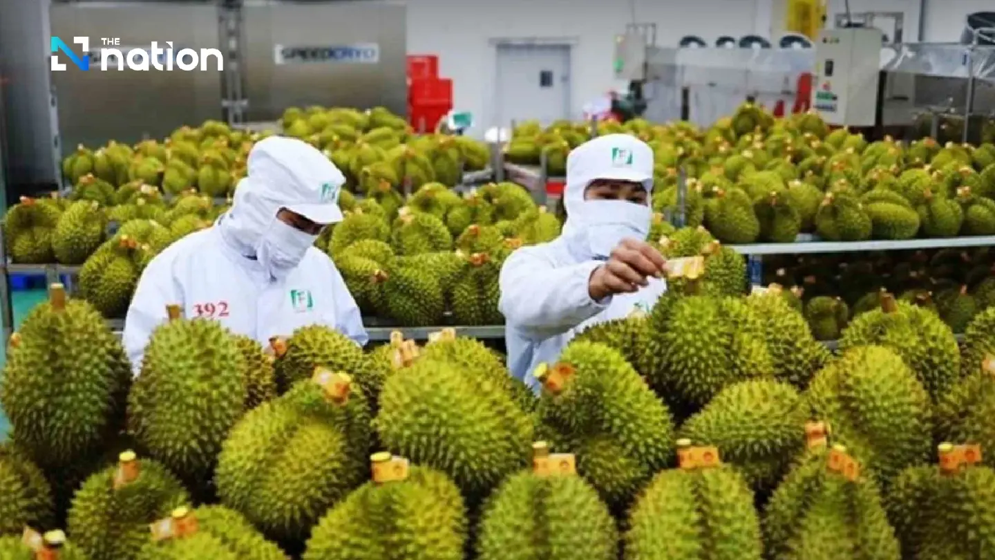 Durian Wars: Vietnam Set to Overtake Thailand in Chinese Market Within Three Years Durian Wars: Vietnam Set to Overtake Thailand in Chinese Market Within Three Years
