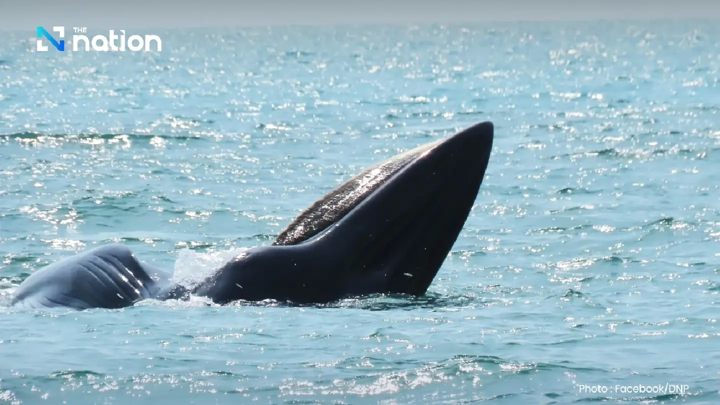 Majestic Bryde’s whales thrill tourists in Mu Ko Ang Thong National Park