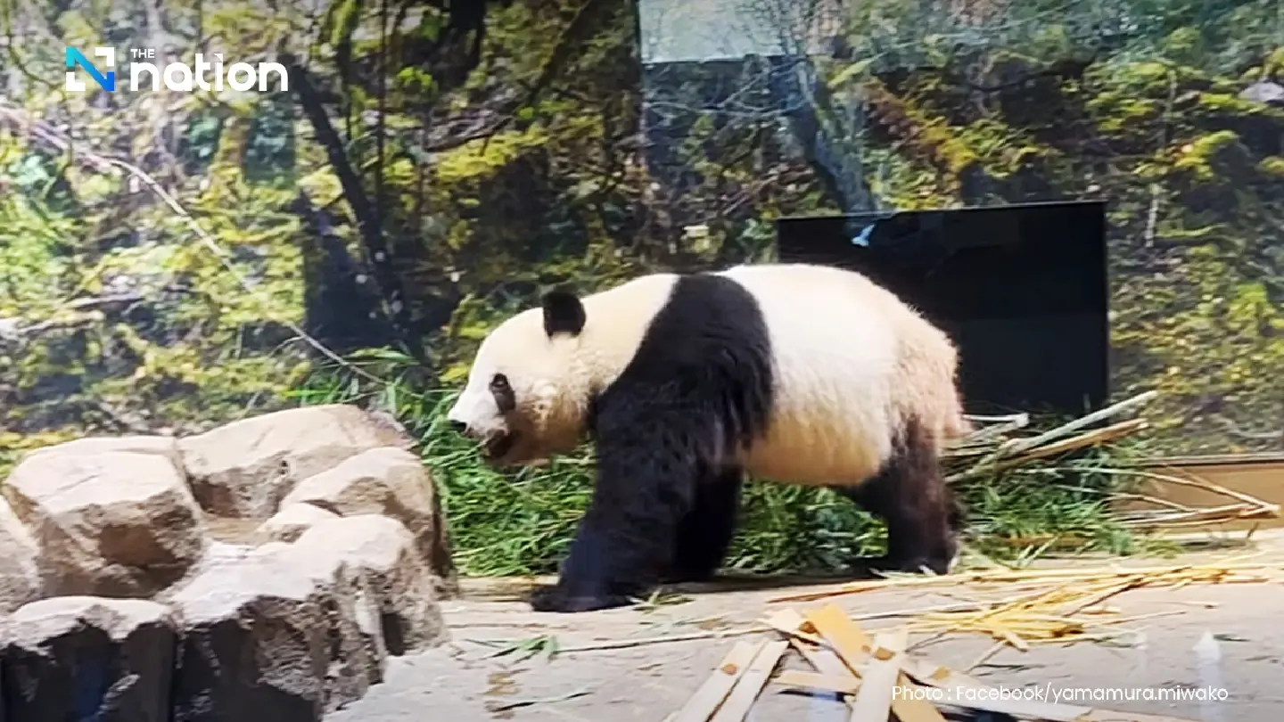 Japan returns beloved pandas to China amid diplomatic rift