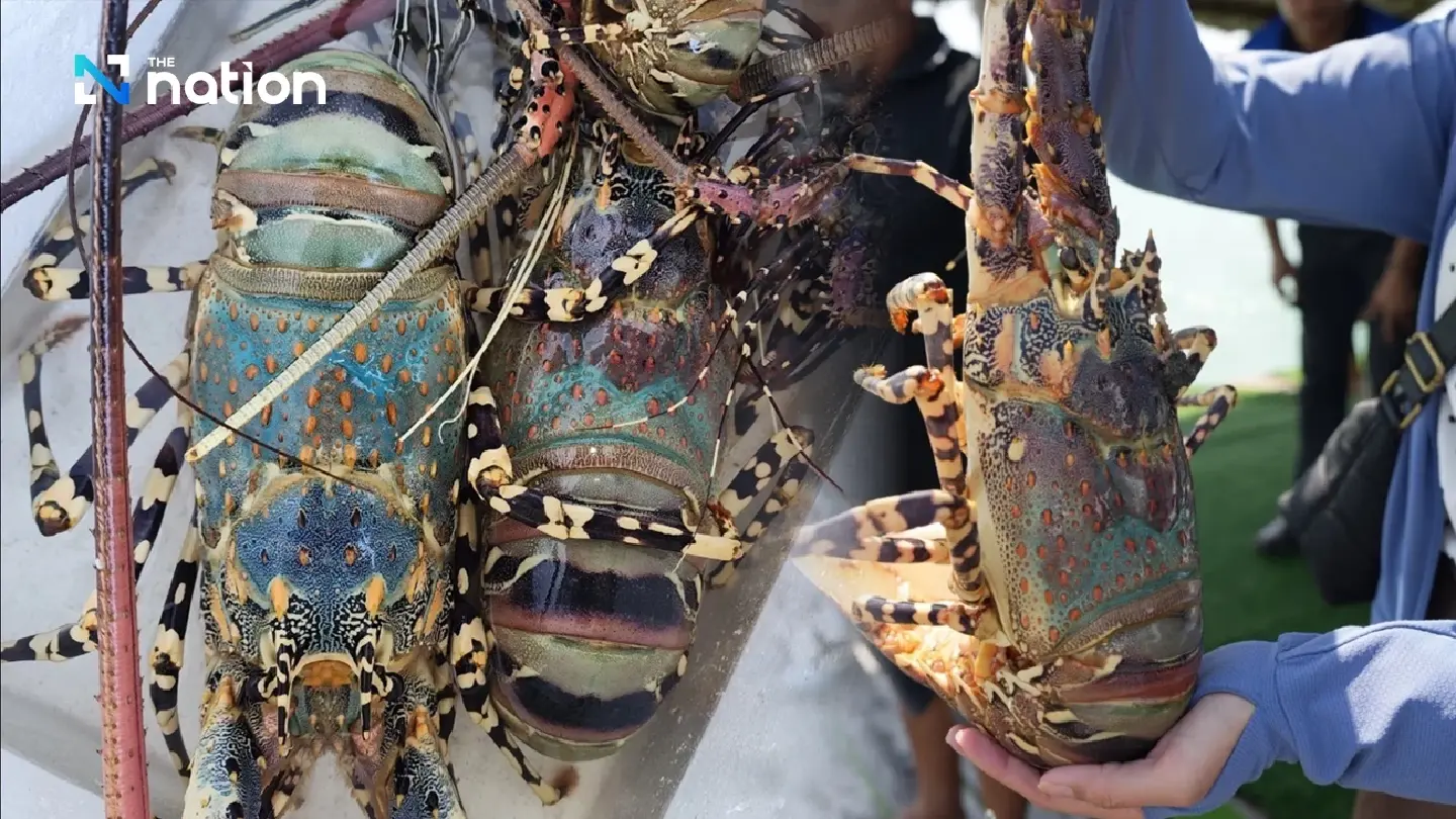 Phuket’s Seven-Coloured Lobster gains GI status, recognised as “Foie Gras of the Sea”