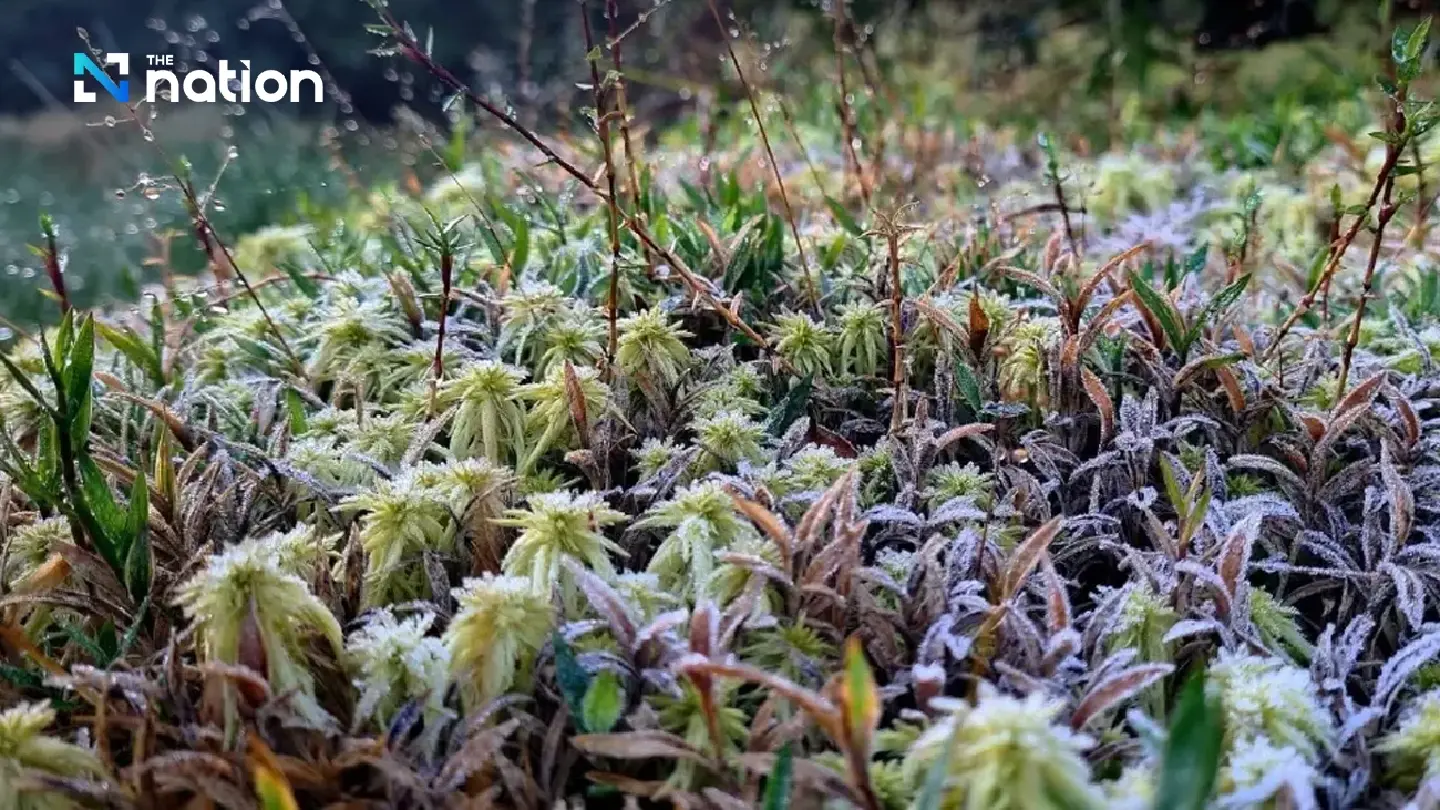 Frost turns Phu Luang white; Doi Inthanon hits 0°C Frost turns Phu Luang white; Doi Inthanon hits 0°C