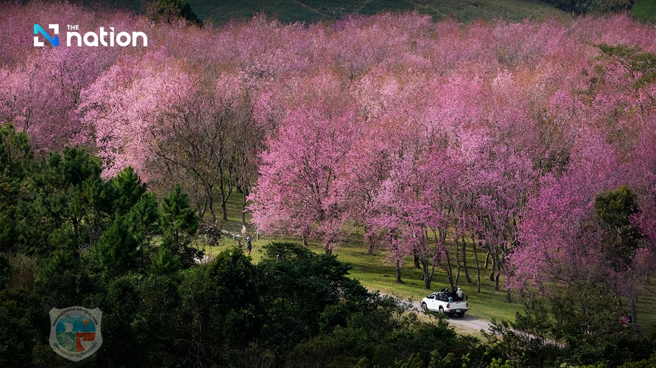 Last call for Thailand’s “sakura” at Phu Lom Lo