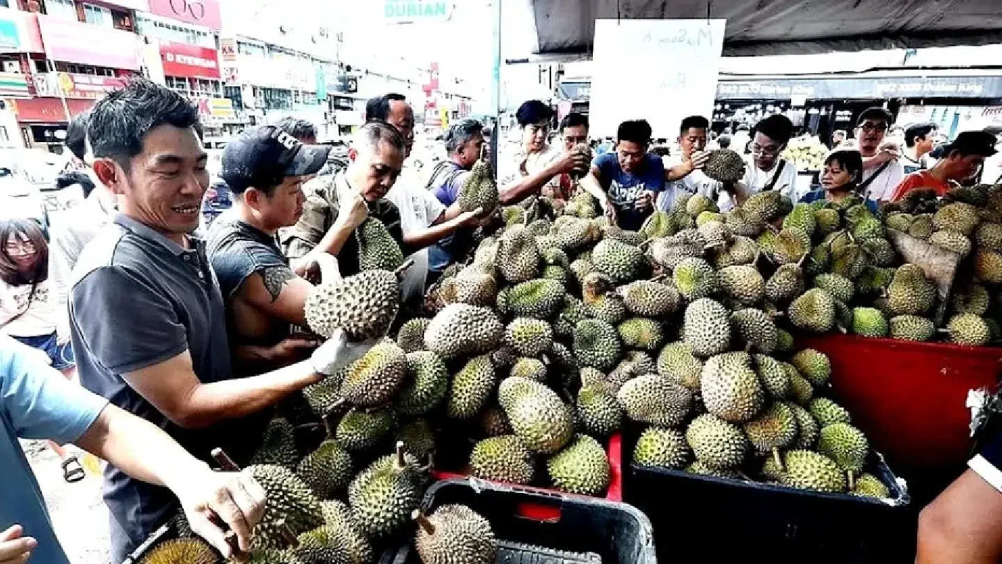 From gold to bargain, fans dive into durian frenzy in Malaysia as prices bottom out From gold to bargain, fans dive into durian frenzy in Malaysia as prices bottom out