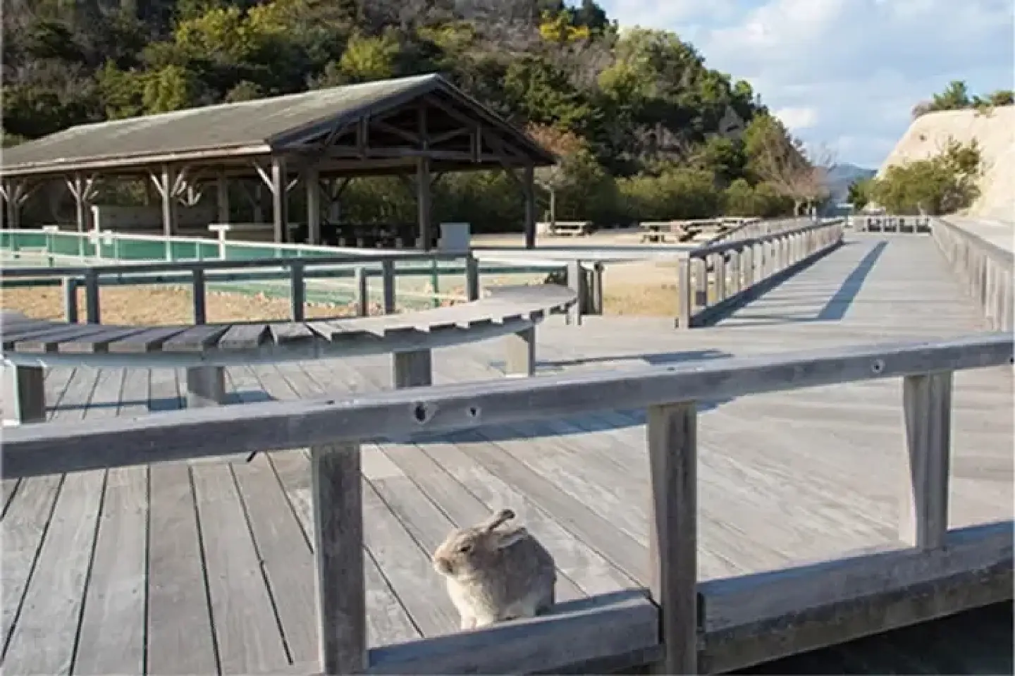 Japan’s ‘Rabbit Island’ weighs tourist tax amid litter surge