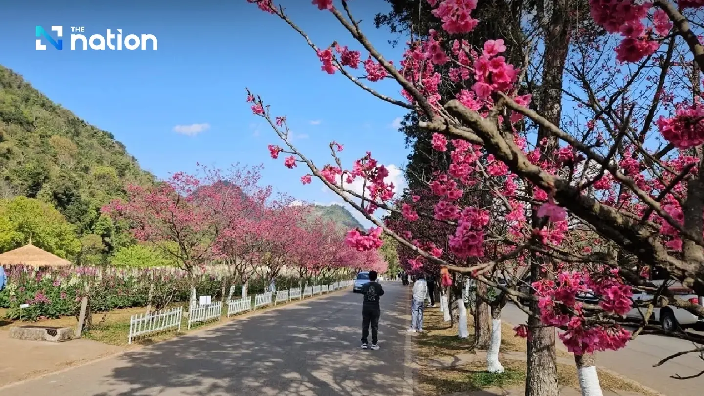 Admire genuine Japanese sakura in full bloom in Chiang Mai