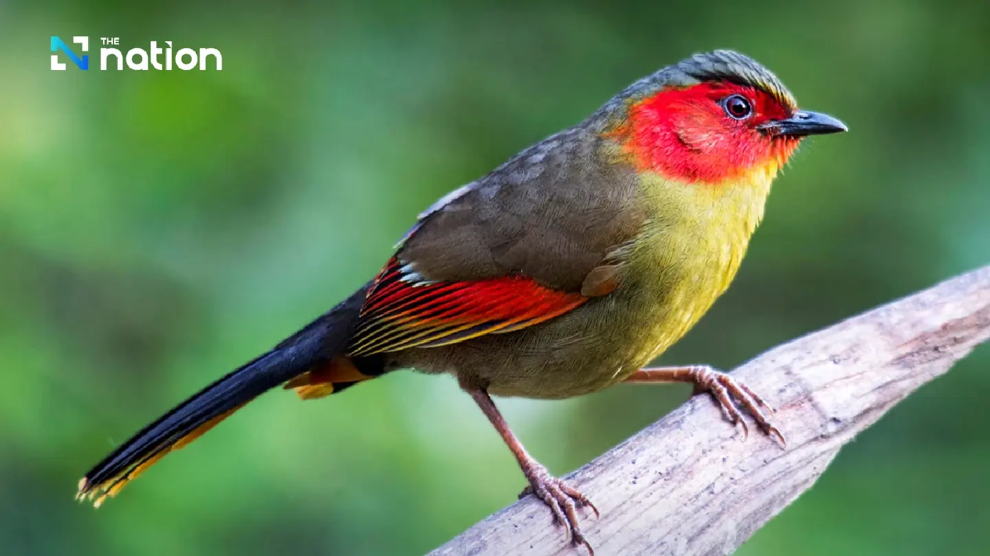 January 5 National Bird Day: rising heat puts chicks at risk