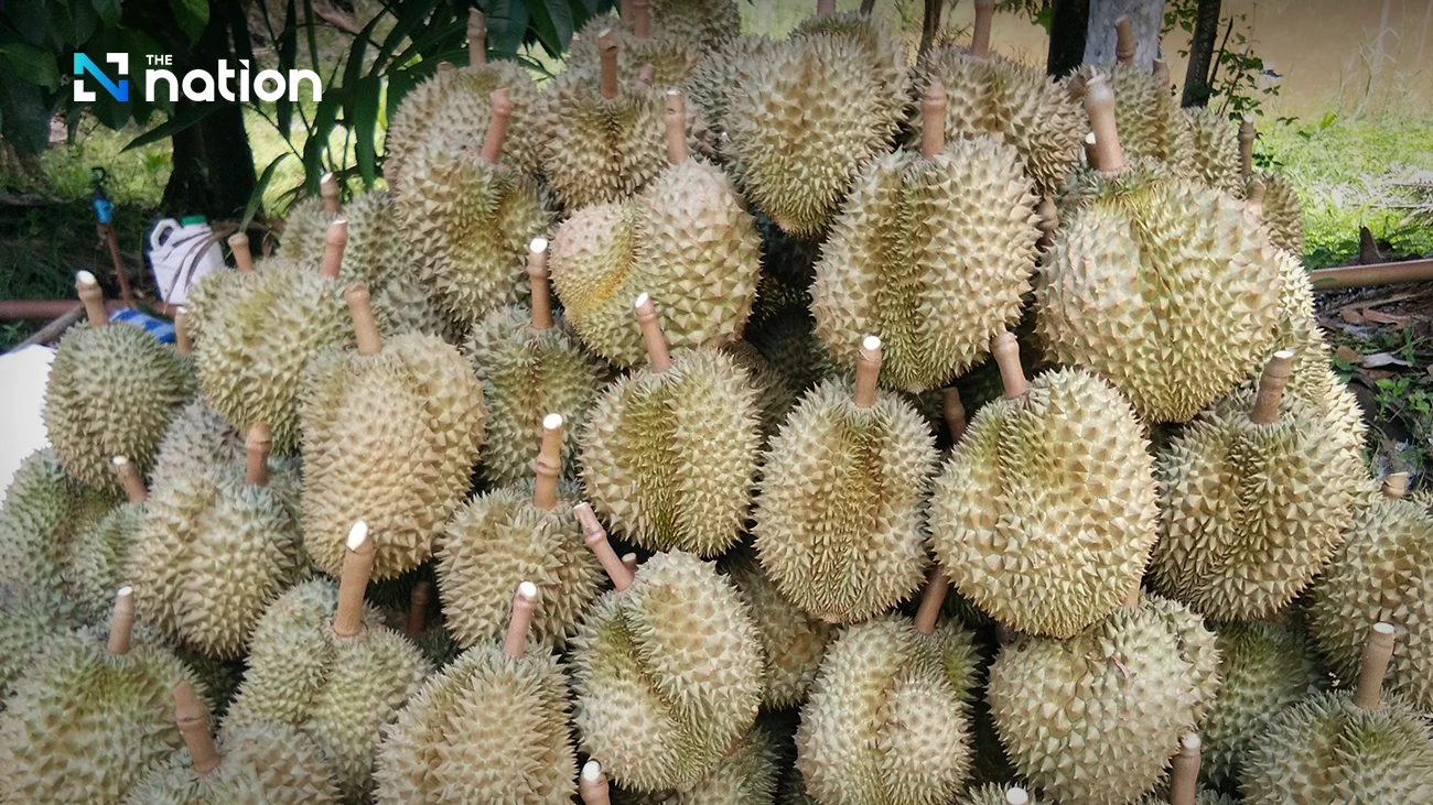 Thailand faces tougher durian export competition in China, ministry warns