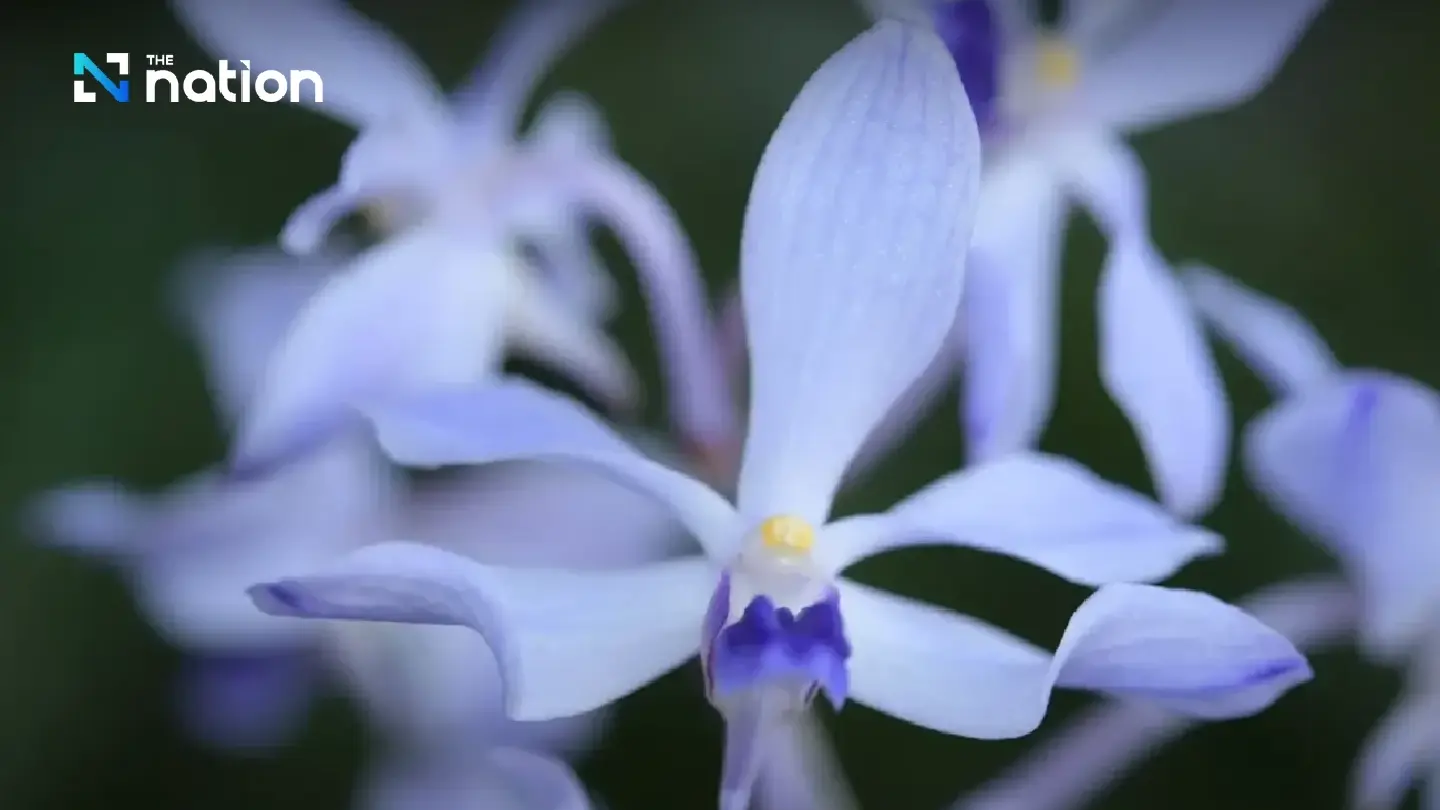 Miracle in Chiang Dao forest as rare orchid ‘Fah Mui Noi’ blooms again Miracle in Chiang Dao forest as rare orchid ‘Fah Mui Noi’ blooms again