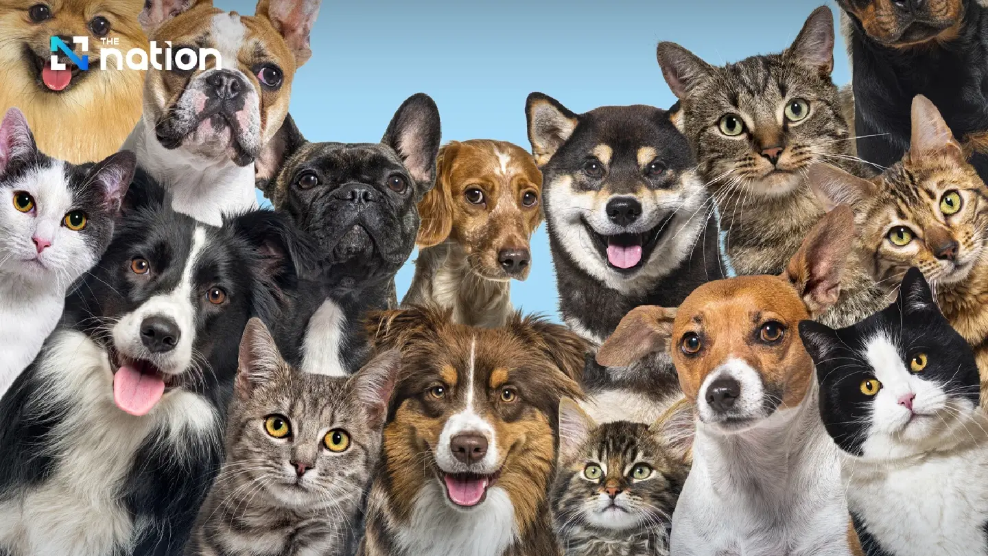 BMA Launches City-Wide Free Microchipping Drive for Bangkok’s Pets BMA Launches City-Wide Free Microchipping Drive for Bangkok’s Pets