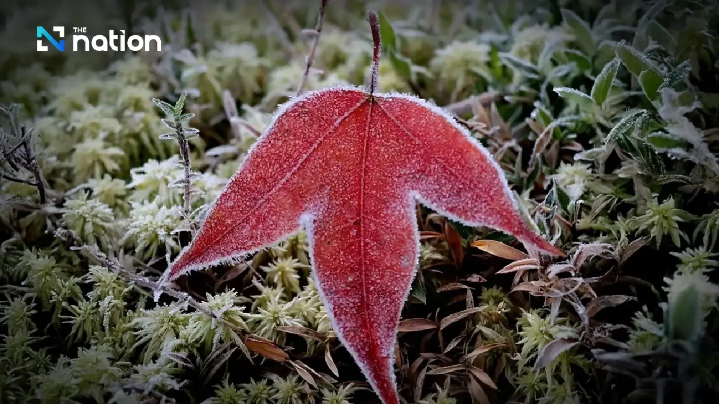 Frost returns to Phu Luang as temperatures drop to 3°C